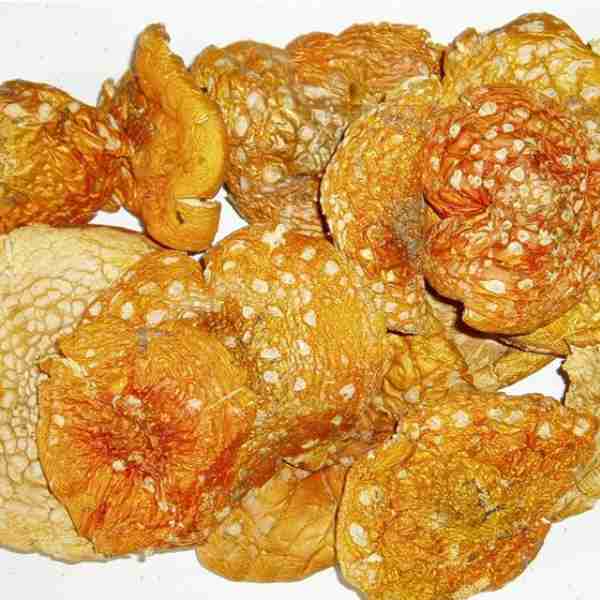 Amanita Muscaria Trockner Cerimona und Microdosing