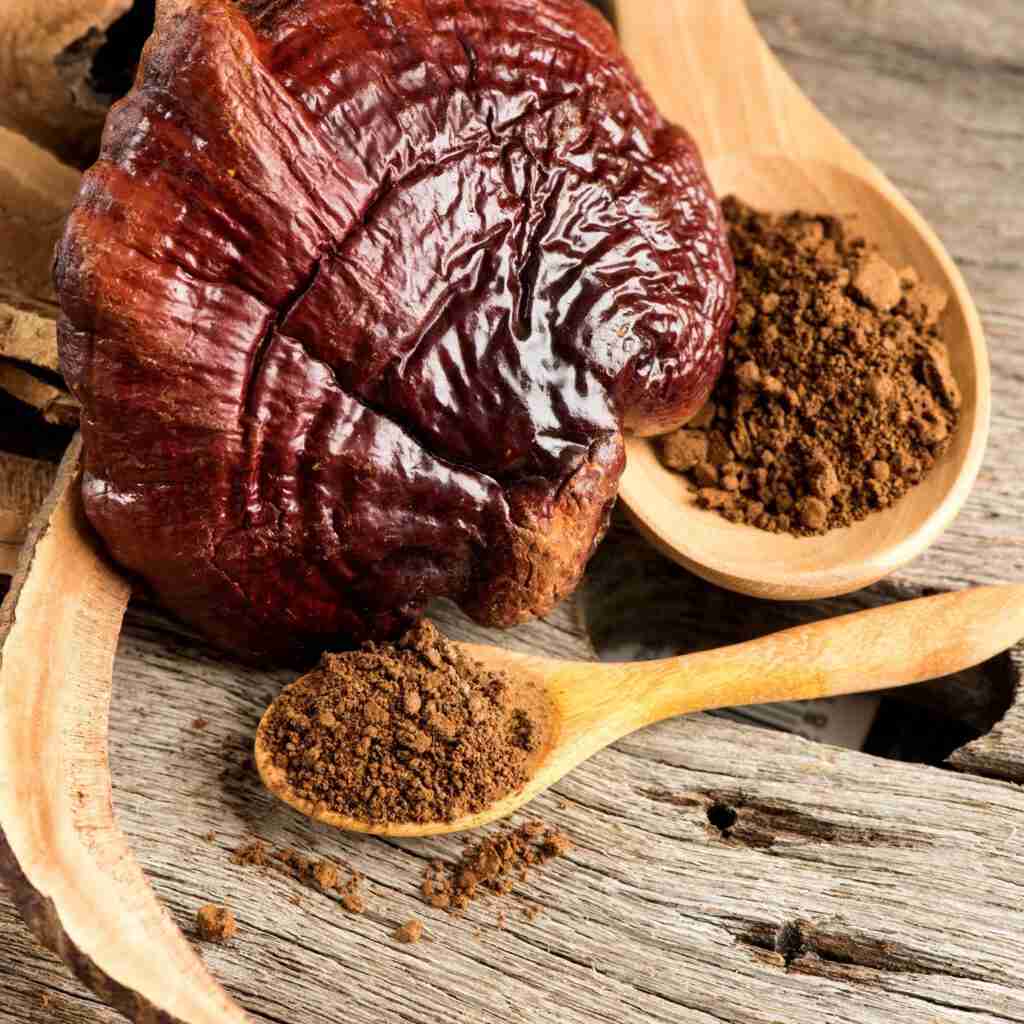 Reishi Ling Zhi (Ganoderma Lucidum) Rot 100% BIO - Pulverextrakt 5:1