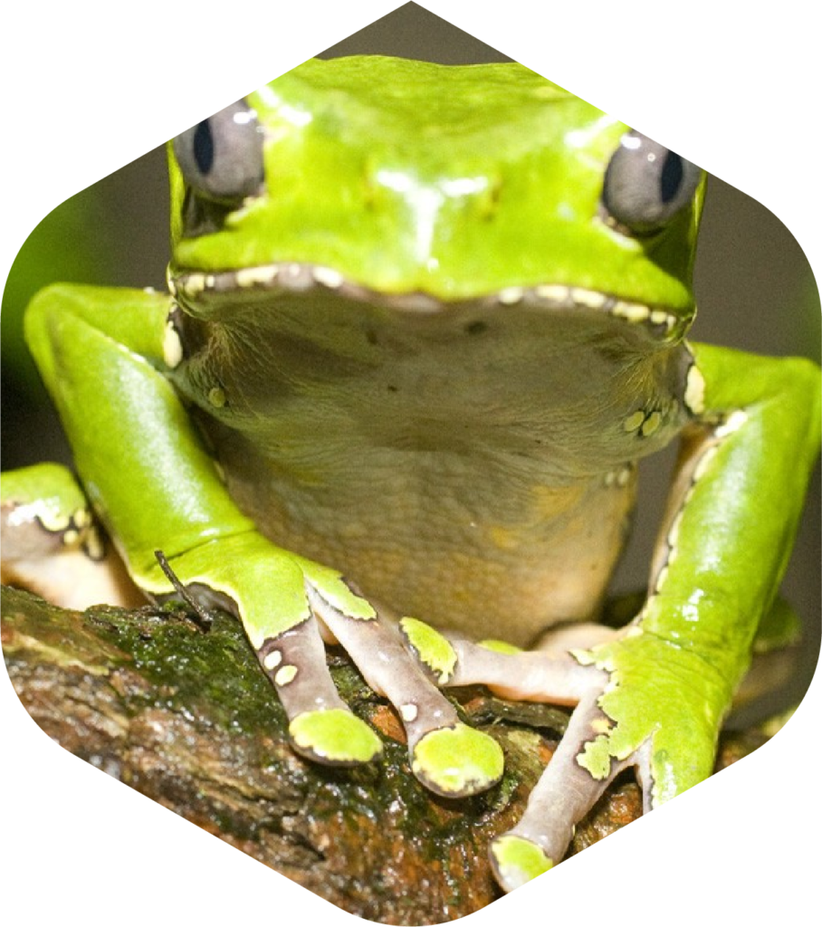 Kambo Paletta Stick Super Entgiftung Peru Amazonia