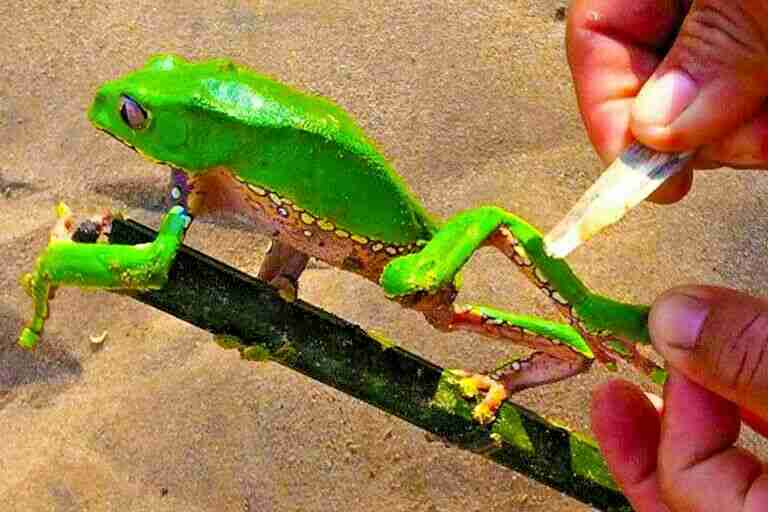 Kambo Paletta Stick Super Entgiftung Peru Amazonia