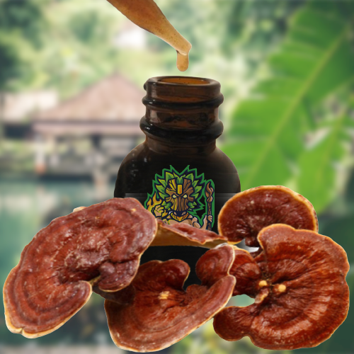 Reishi Ling Zhi (Ganoderma Lucidum) Rot-100% BIO - urtinktur