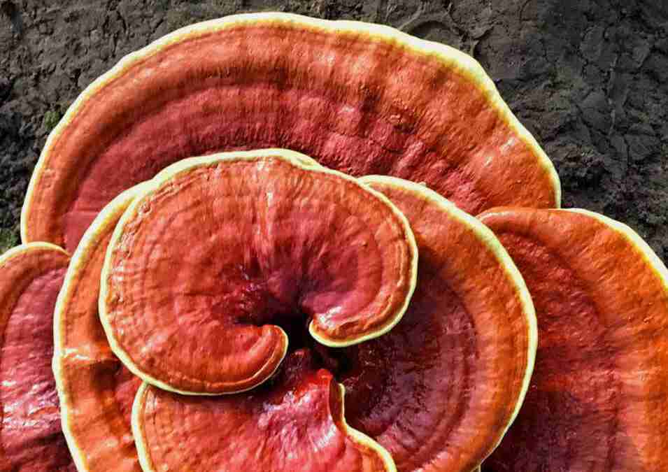 Reishi Ling Zhi (Ganoderma Lucidum) Rot-100% BIO - Ganze Getrocknete